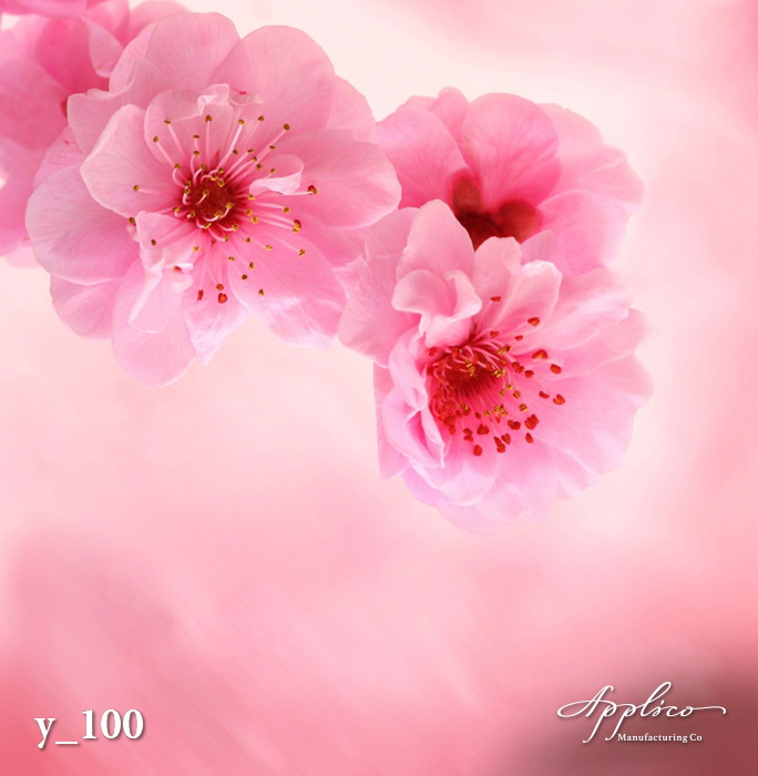 Y_0100