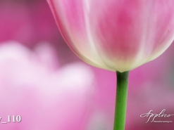 Y_0110