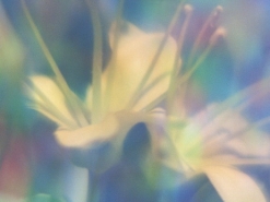 Y_0249