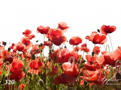 Y_0320