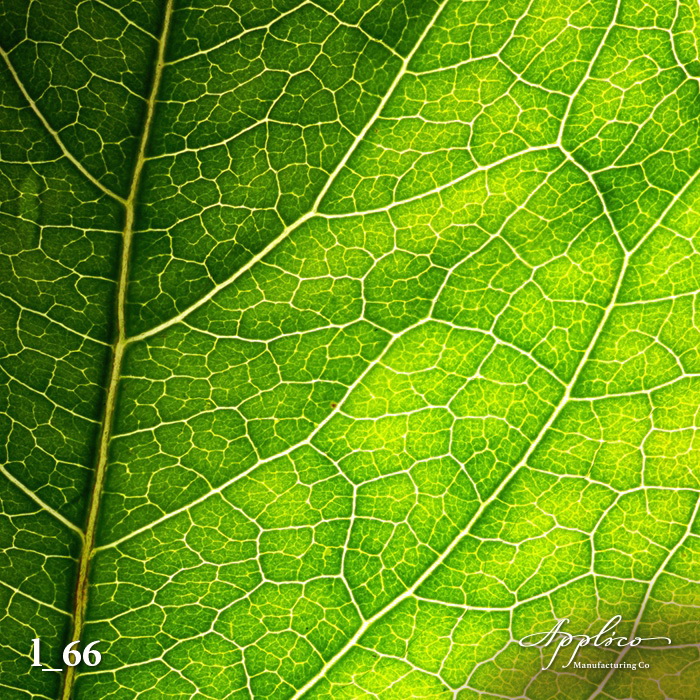 L_0066