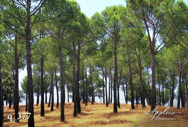 Q_0377